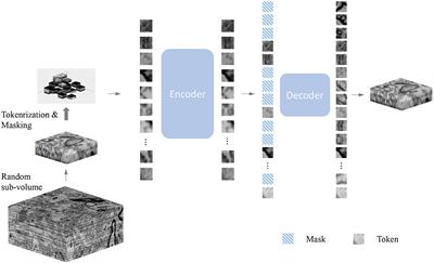 Learning the heterogeneous representation of brain's structure from serial SEM images using a masked autoencoder